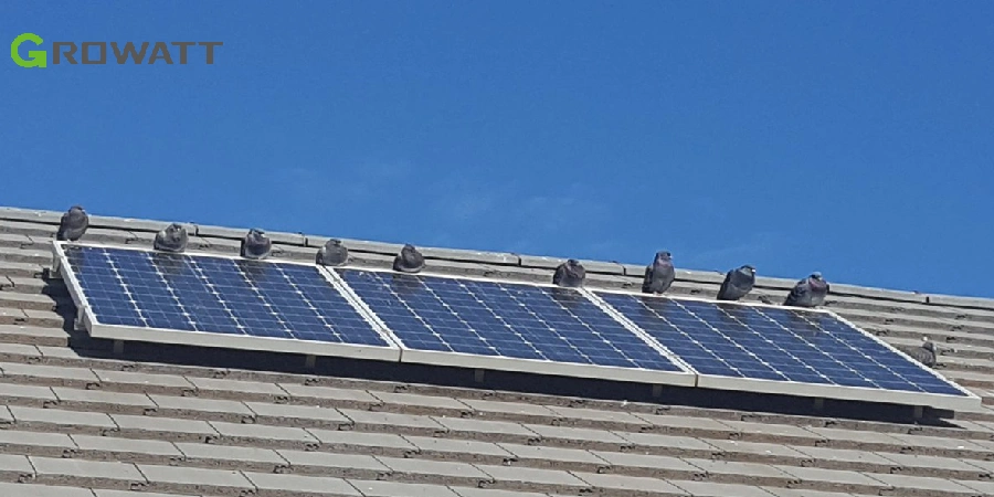 keep birds away of solar panel